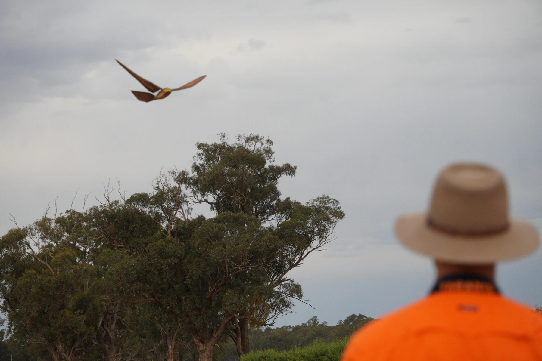 RoBird in flight · Australia
